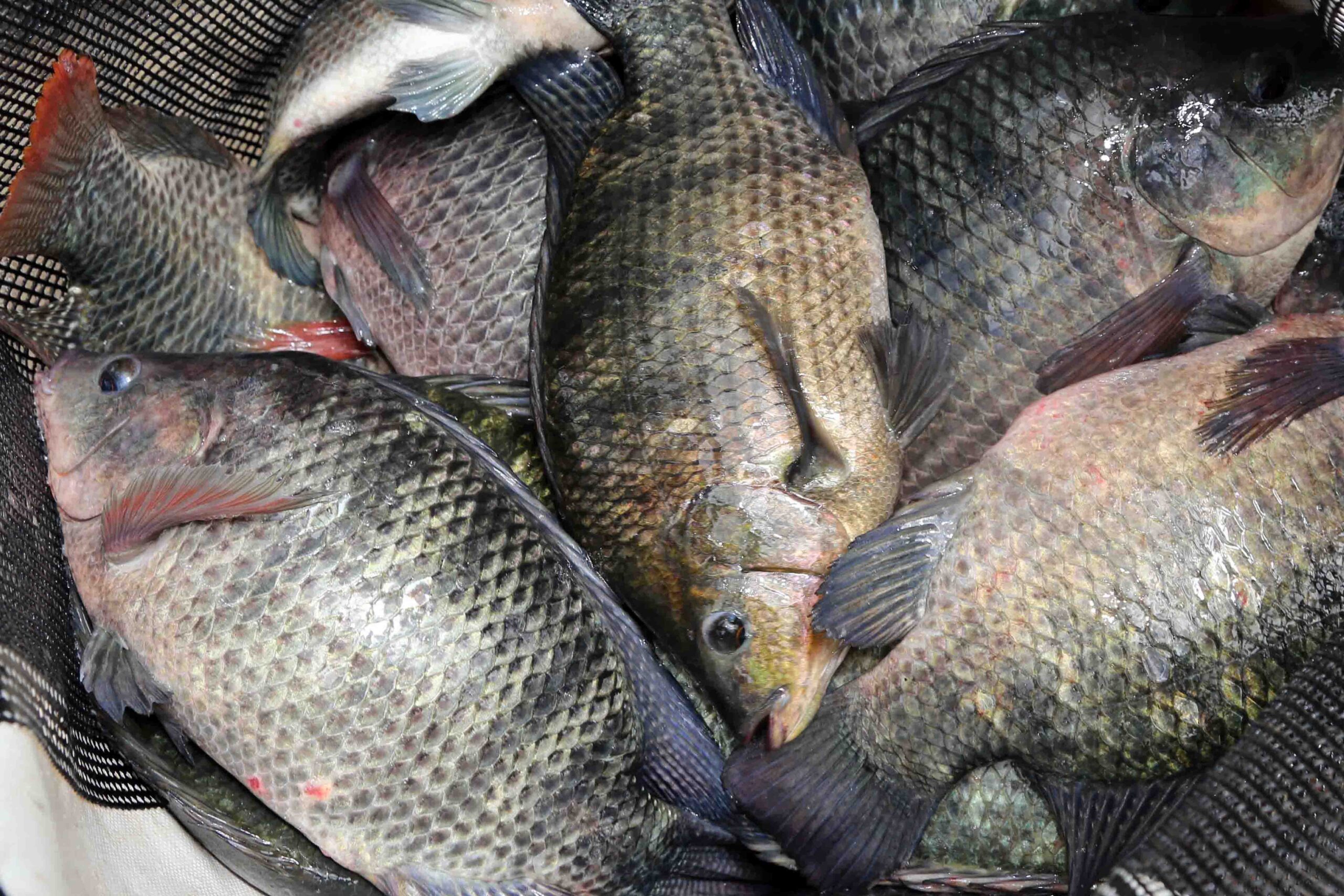 PeixeBR-Importante-centro-de-piscicultura-Morada-Nova-e-o-mais-novo-local-de-coleta-do-Indicador-de-Precos-da-Tilapia-foto-divulgacao