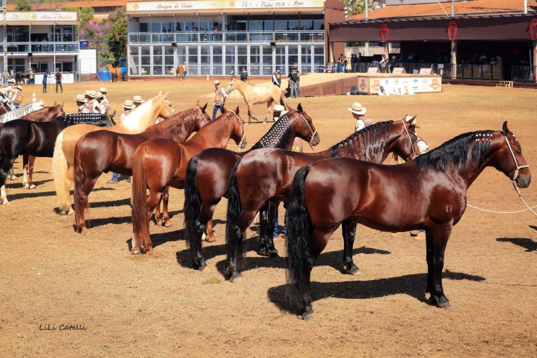 Mangalarga-Marchador-2