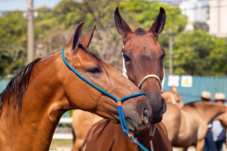 Gameleira recebe a 45ª Exposição Nacional do Cavalo Campolina