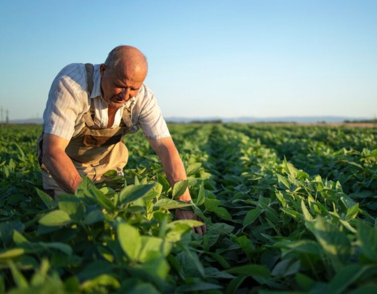 Pesquisa usa resíduos do papel para criar hidrogéis agrícolas