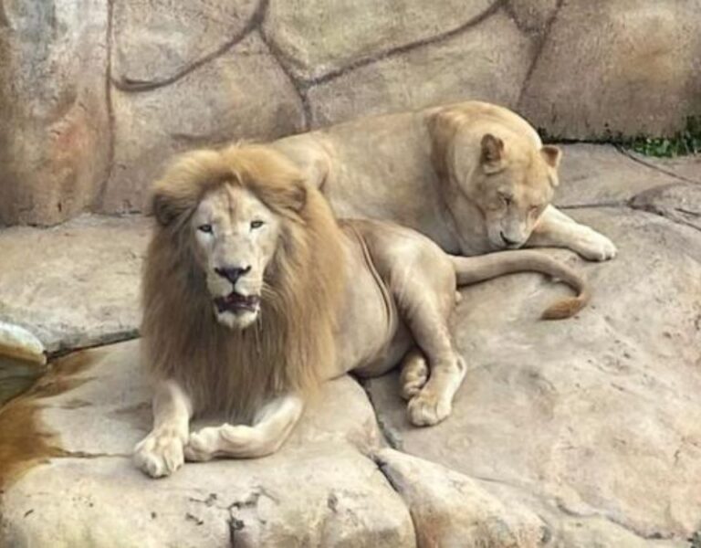 Zoológico de BH ganha casal de leões-brancos