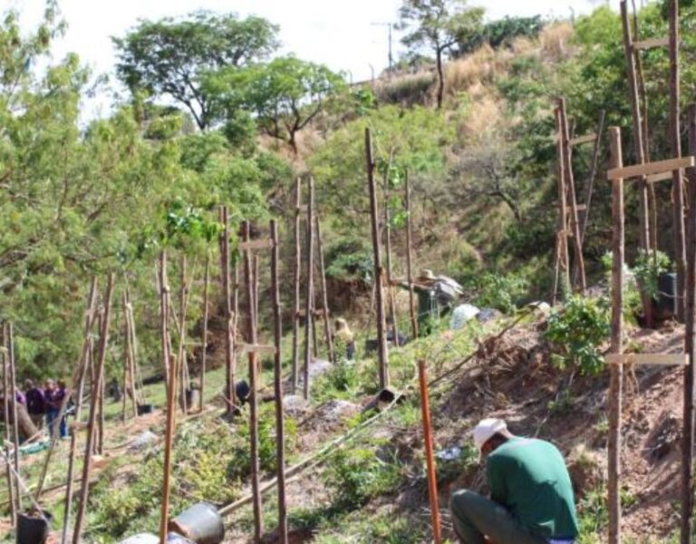 PBH inicia plantio de árvores no Granja de Freitas
