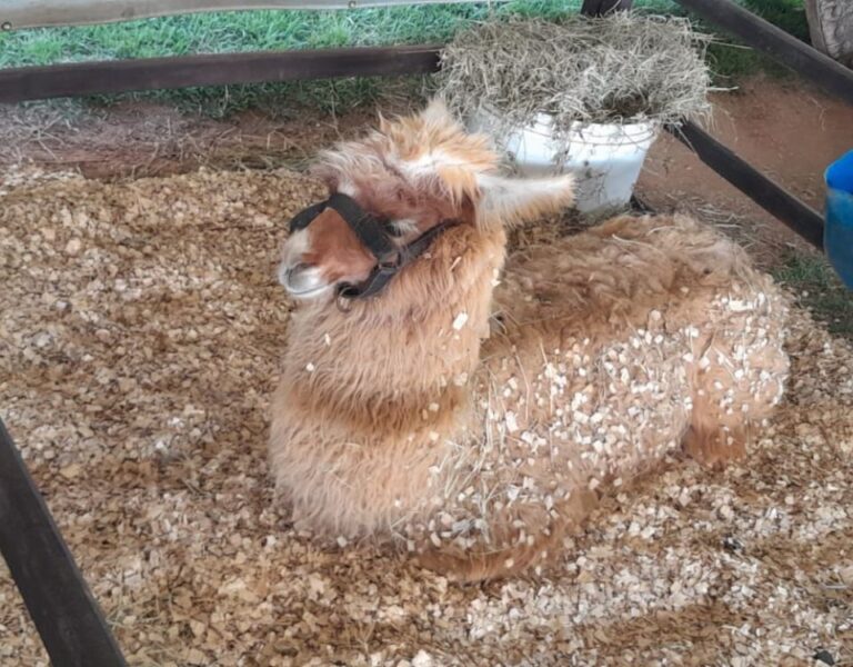 Crianças vivenciam vida no campo na Mini Fazendinha do ItaúPower