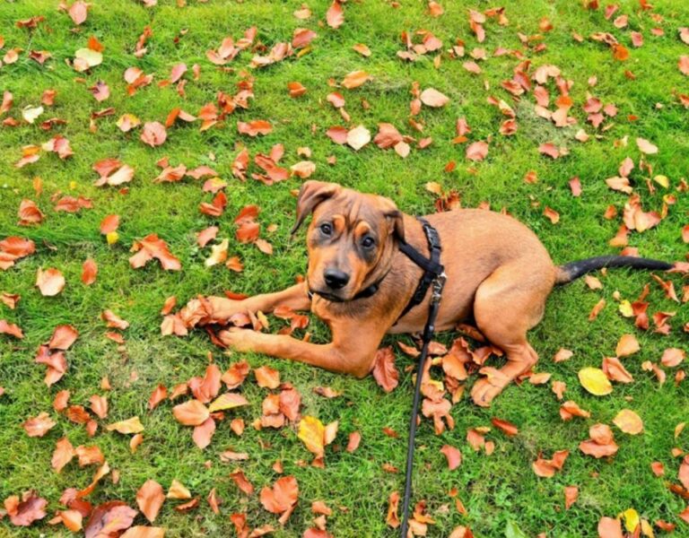 Cãominhada da Fé reúne tutores e pets em Betim com ações de saúde e diversão
