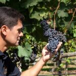 Herbert-Sales-proprietario-da-Vinicola-Essenza-durante-Vindima-2025