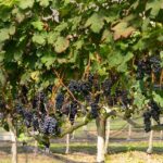 Vinhedo-da-Vinicola-Essenza