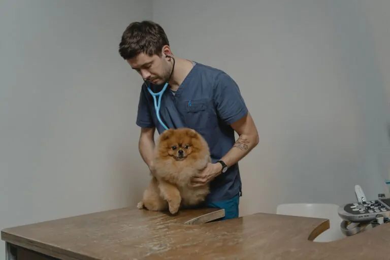 Atendimento veterinário com valor social durante as férias