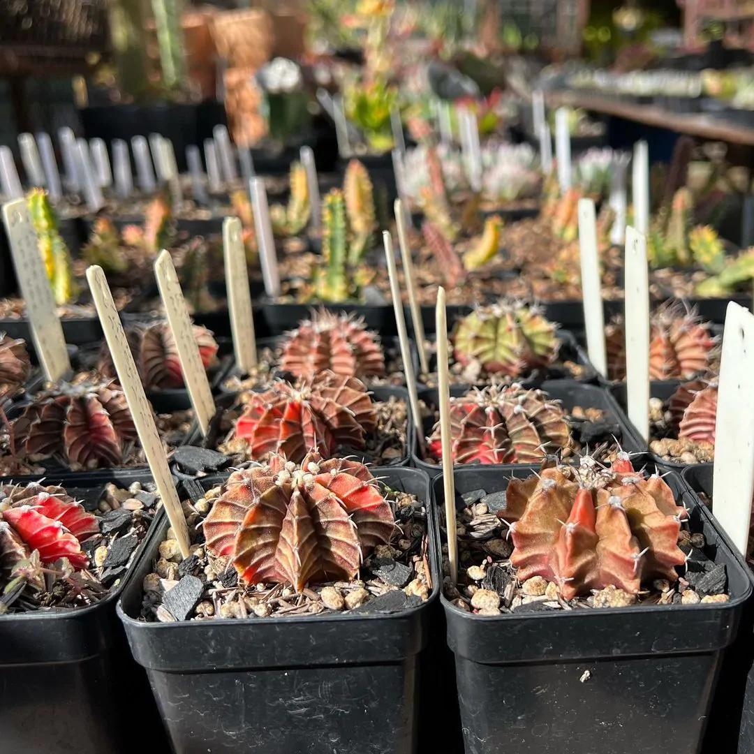 jardimparatodos-post-2023_05_20_14_12-5