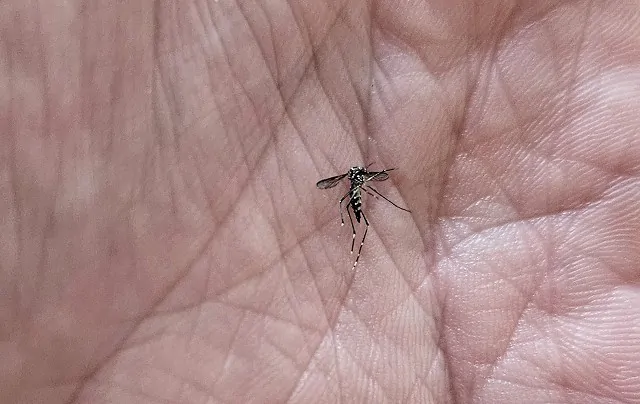 2028881 Guilherme Dardanhan