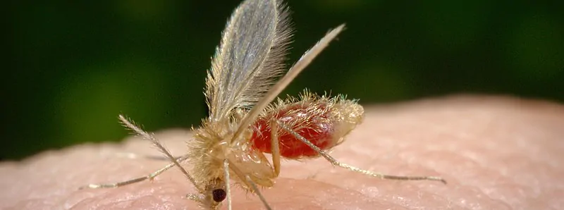 Crédito__James_Gathany_(1) (1) James Gathany / Divulgação