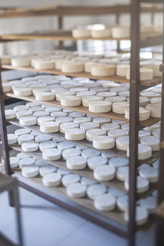 queijo artesanal-7492