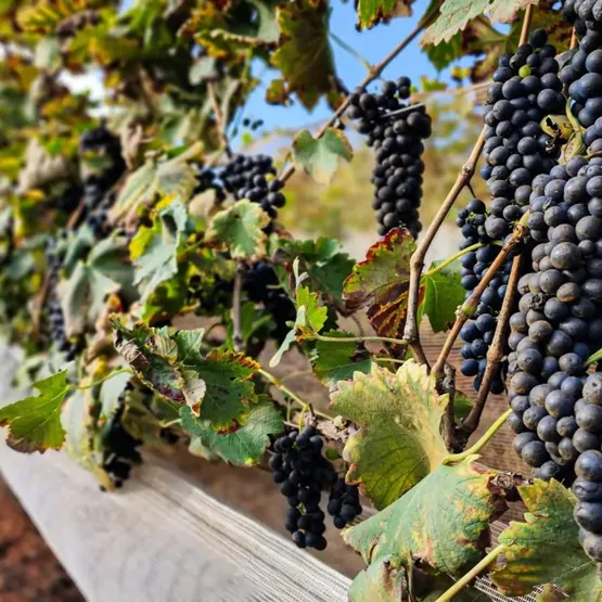 Alma Mineira Vinicola-Divulgação