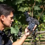 Herbert-Sales-proprietario-da-Vinicola-Essenza-durante-Vindima-2025