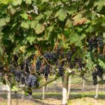 Vinhedo-da-Vinicola-Essenza